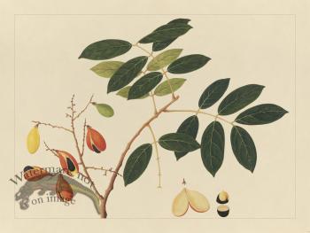 Andalas Botanicals 14